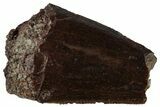 Partial Theropod Dinosaur Tooth - Colorado #261704-1